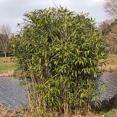 broad-leaved bamboo