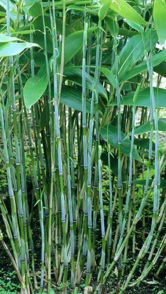 broad-leaved bamboo