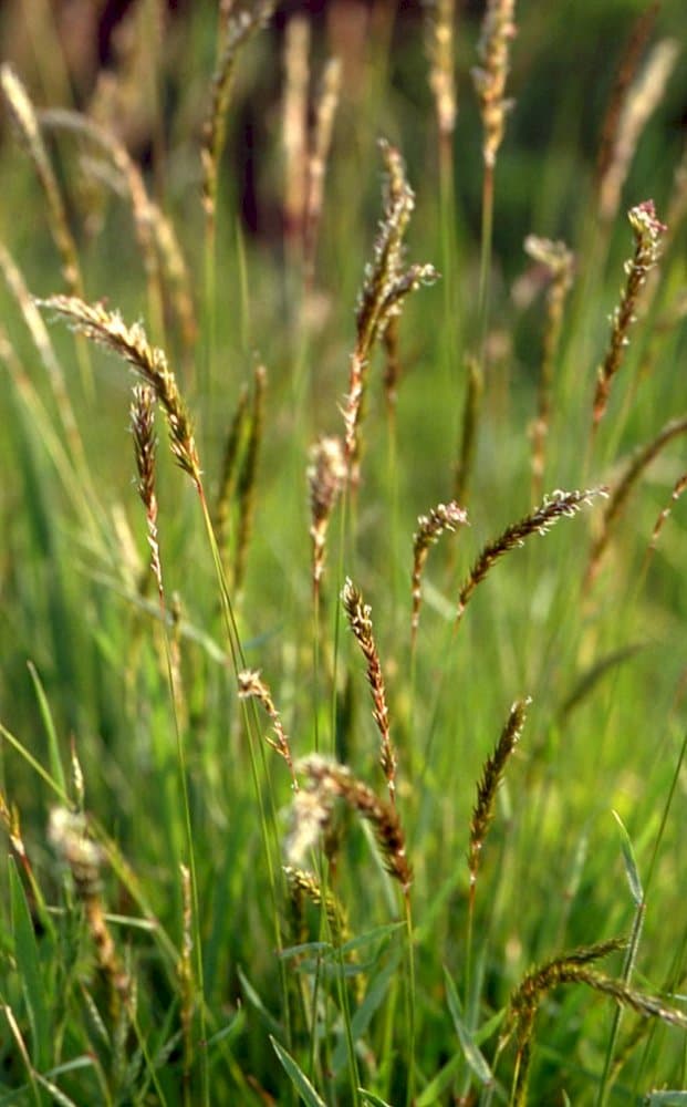 sweet vernal grass