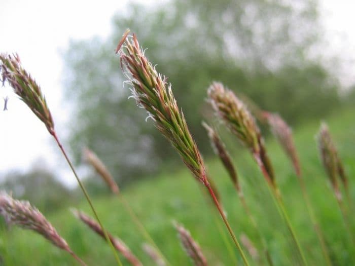 sweet vernal grass