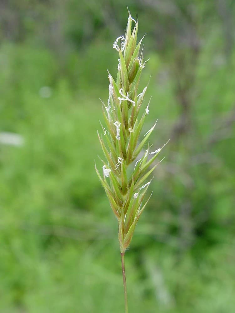 sweet vernal grass