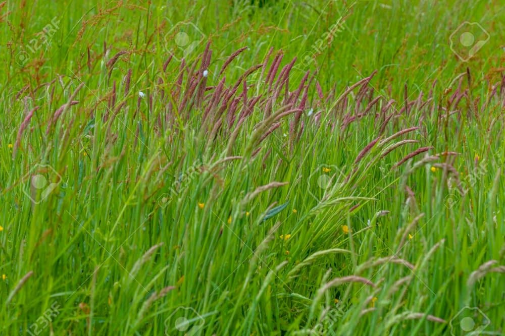 sweet vernal grass