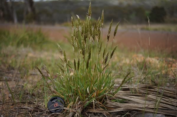 sweet vernal grass