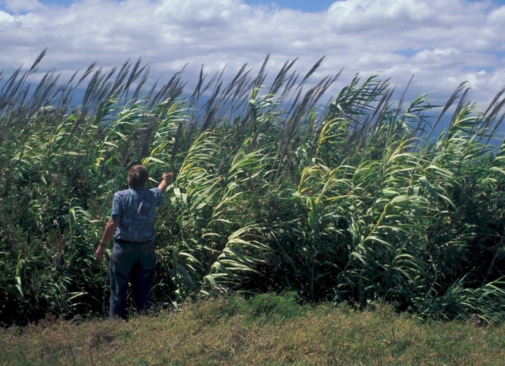 giant reed 'Macrophylla'