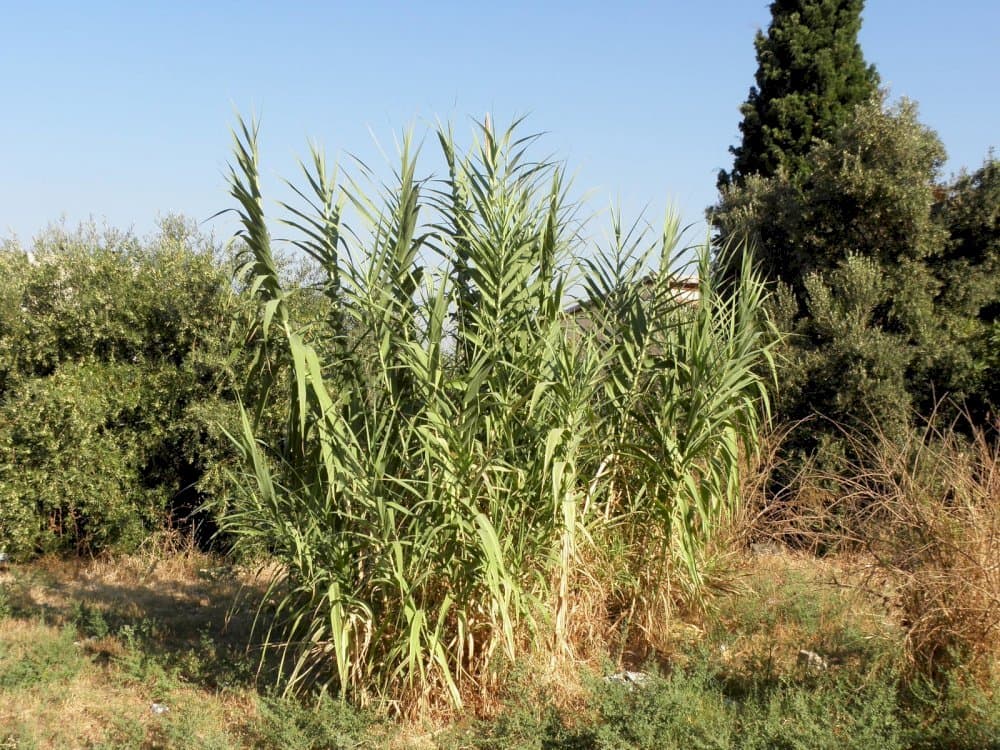 giant reed 'Macrophylla'