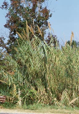 giant reed 'Macrophylla'