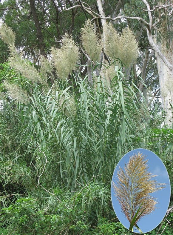 giant reed 'Macrophylla'