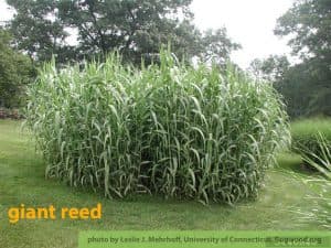 giant reed 'Macrophylla'