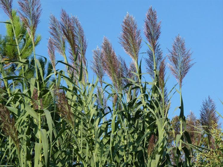 giant reed 'Macrophylla'