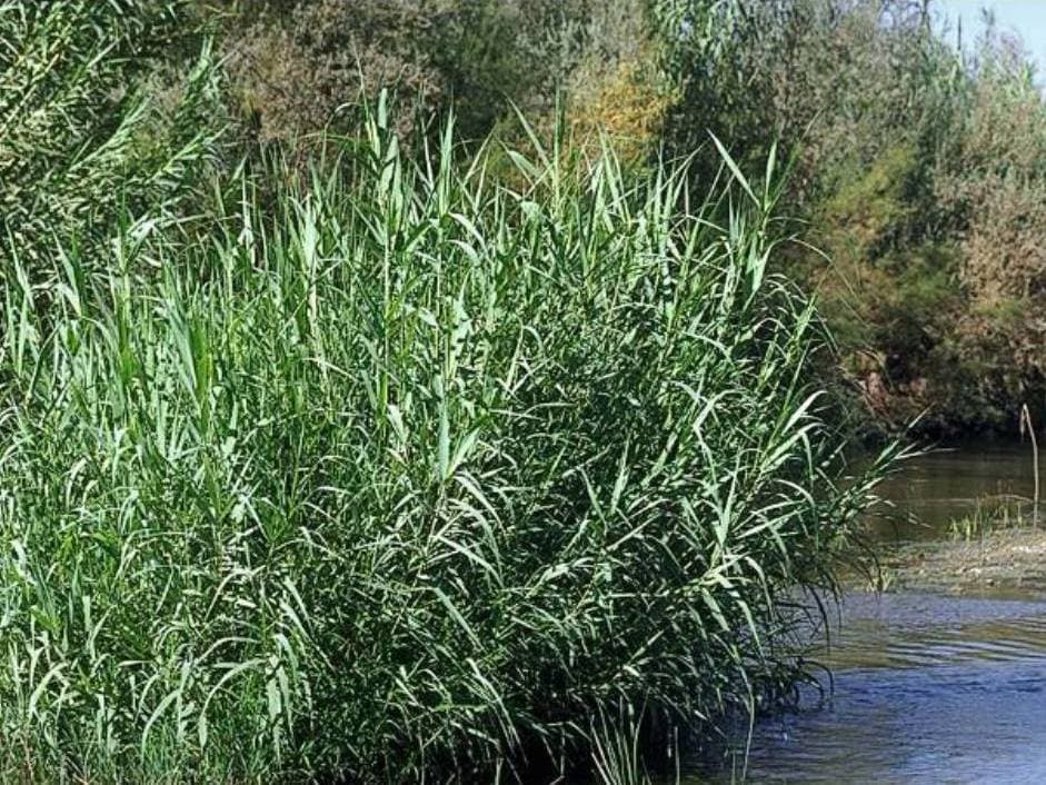 giant reed 'Macrophylla'