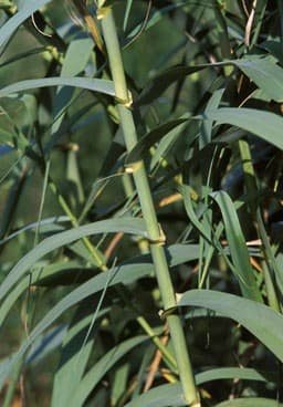 giant reed 'Macrophylla'