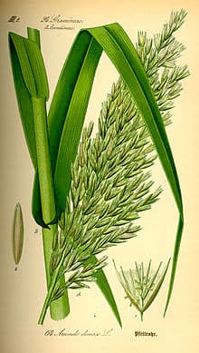 variegated giant reed