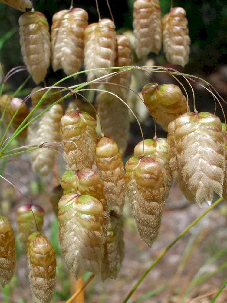 greater quaking grass