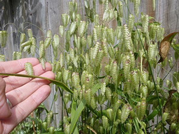 greater quaking grass