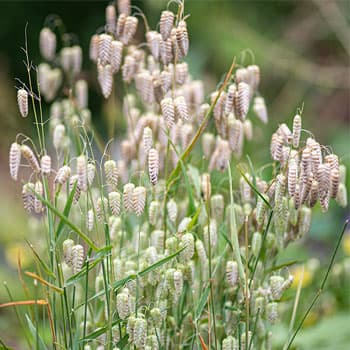 greater quaking grass