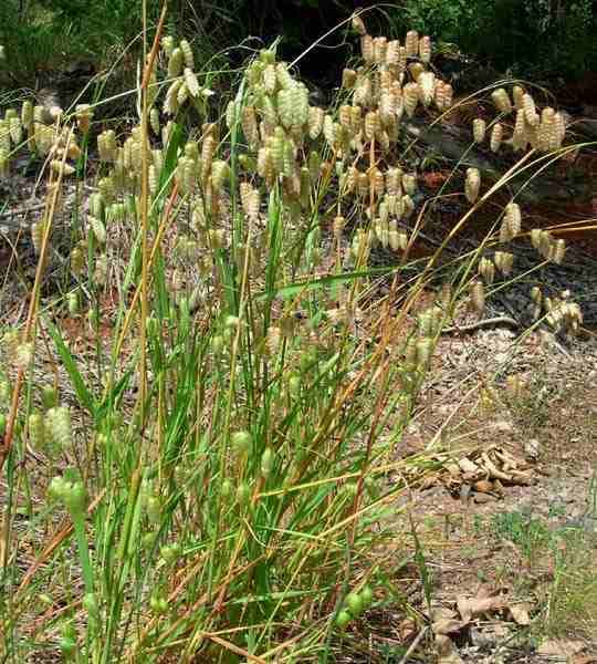 greater quaking grass