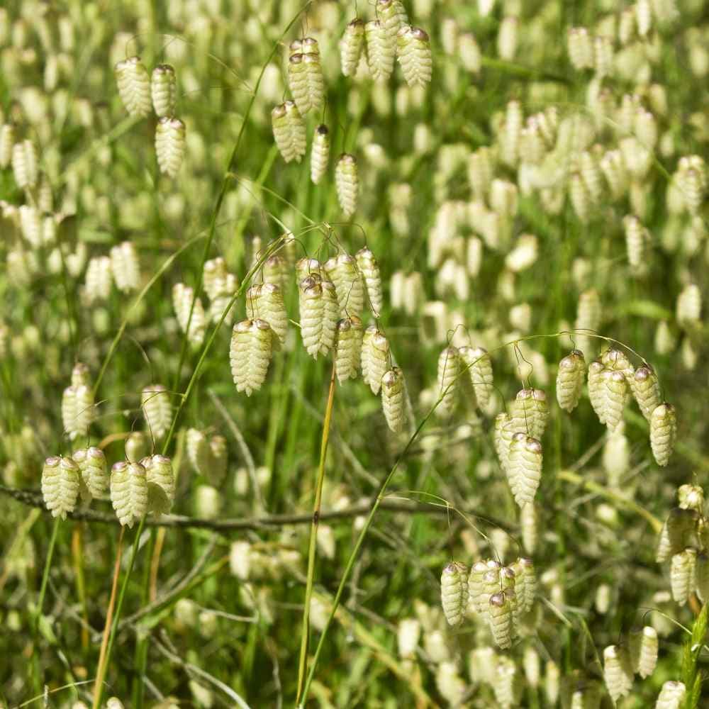 greater quaking grass