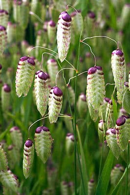 greater quaking grass