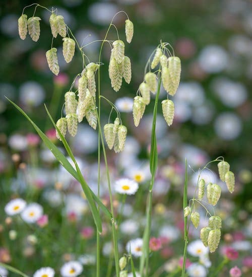 greater quaking grass