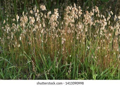 greater quaking grass