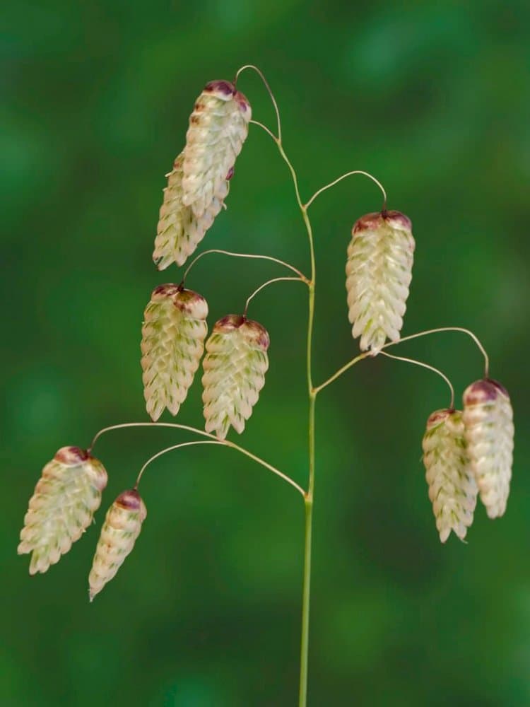 greater quaking grass