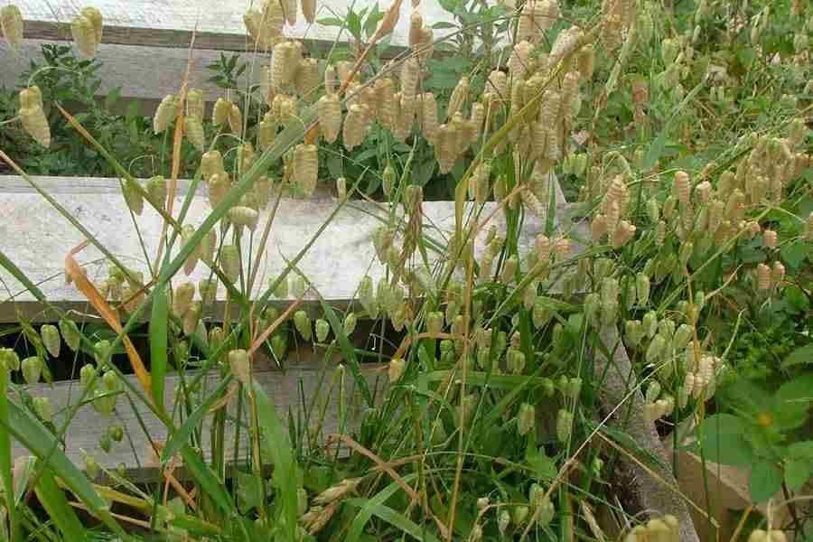 greater quaking grass