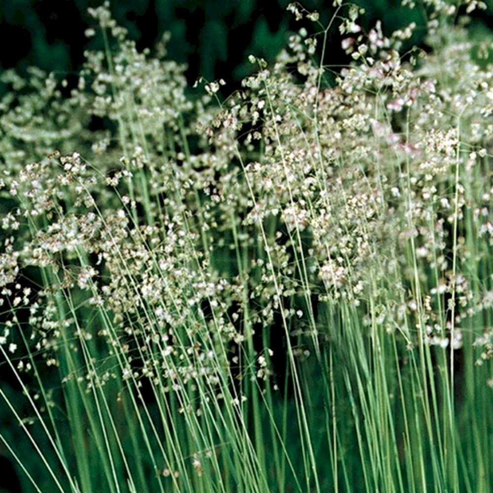 quaking grass 'Limouzi'