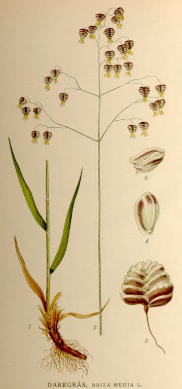 quaking grass 'Limouzi'