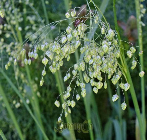 quaking grass 'Limouzi'