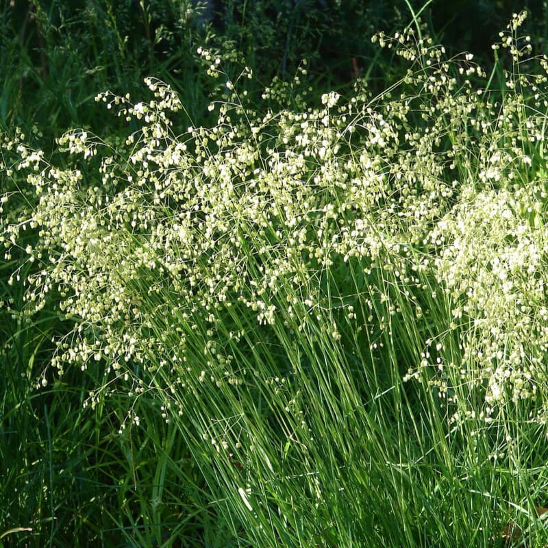 quaking grass 'Limouzi'