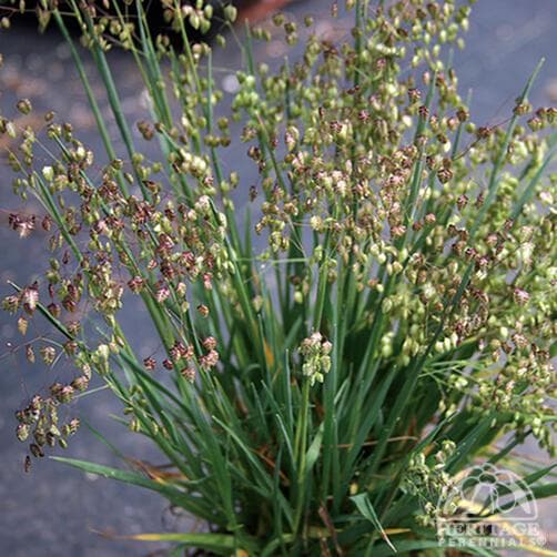 quaking grass 'Golden Bee'