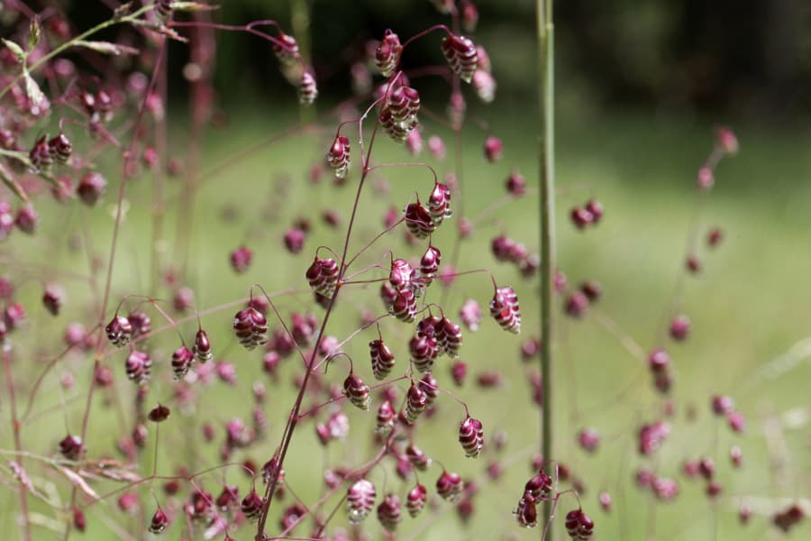 quaking grass 'Golden Bee'