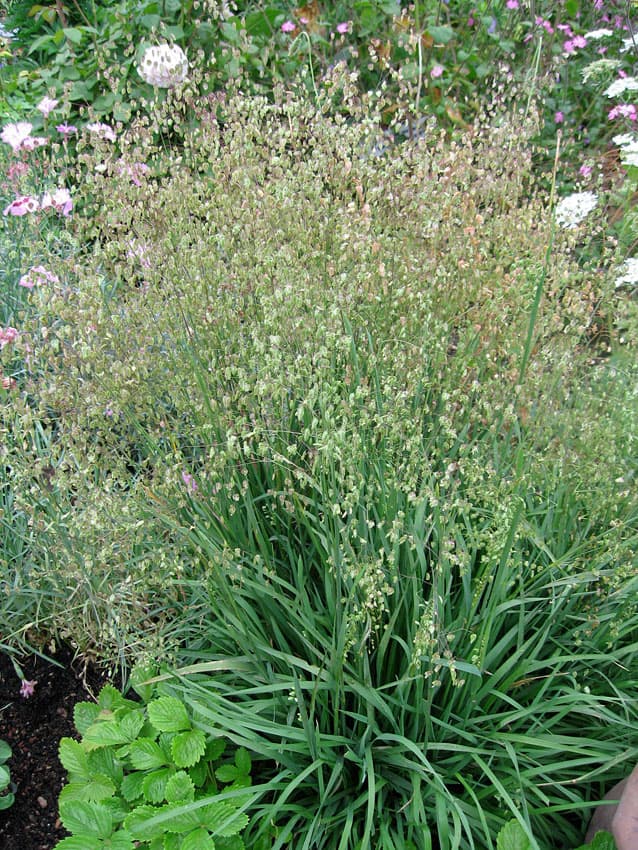 quaking grass 'Golden Bee'