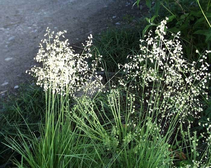 quaking grass 'Golden Bee'