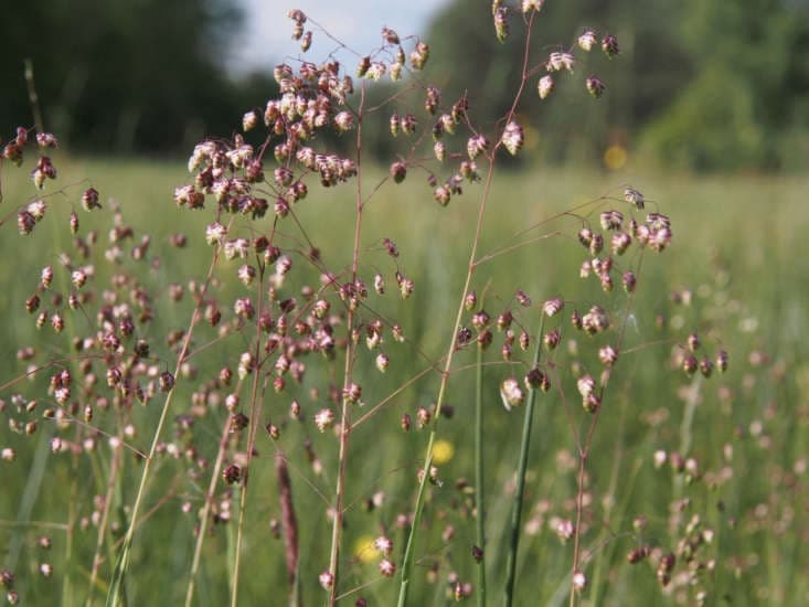 quaking grass 'Golden Bee'