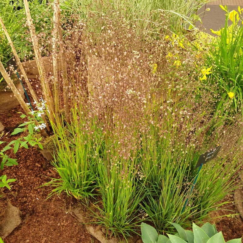 quaking grass 'Golden Bee'