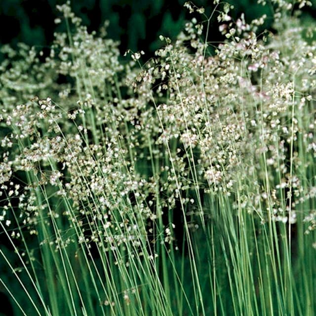 Common quaking grass