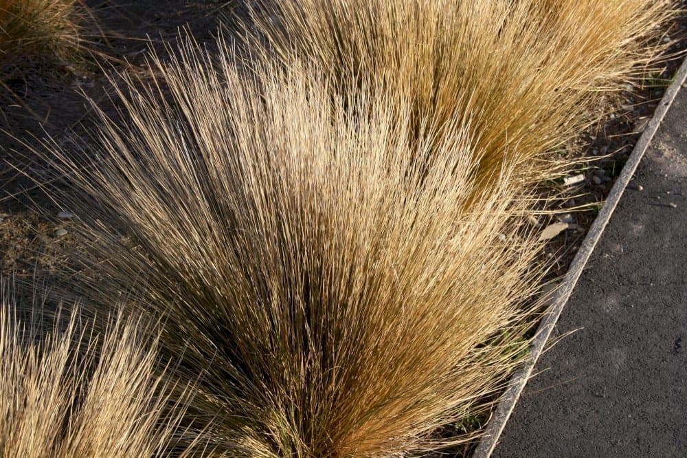 red tussock grass