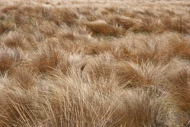 red tussock grass