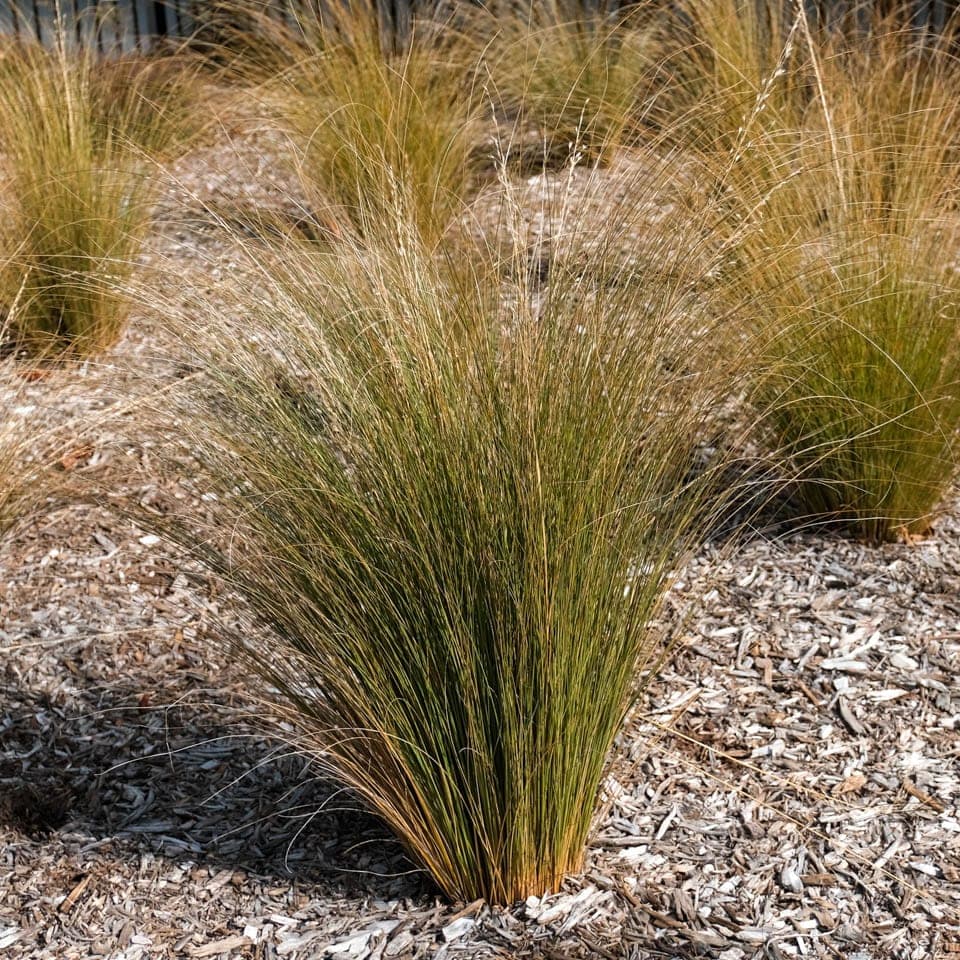 red tussock grass