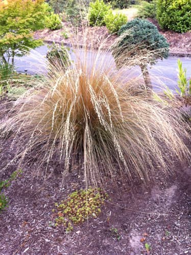 red tussock grass