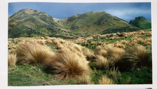 red tussock grass