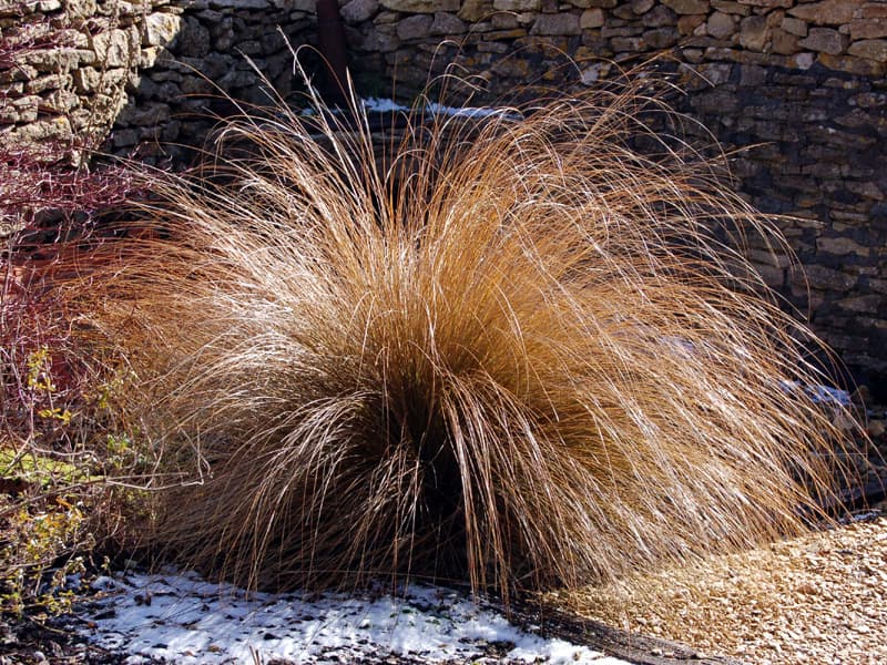 red tussock grass