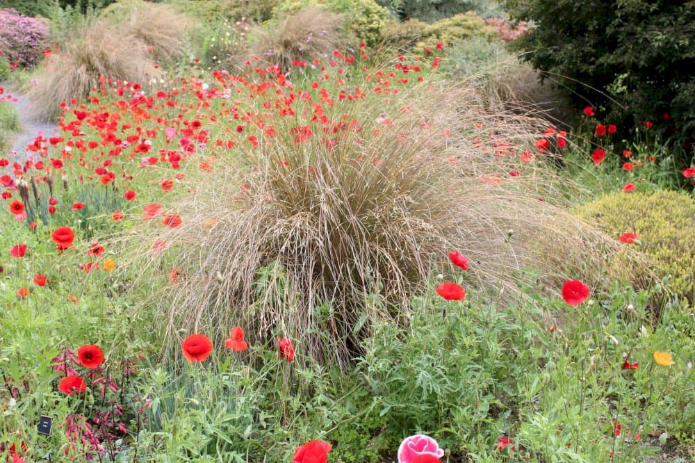 red tussock grass