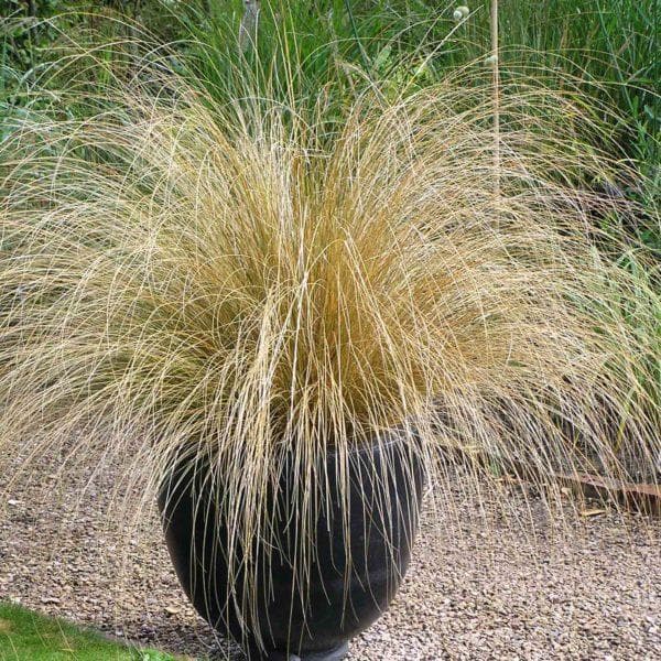 red tussock grass