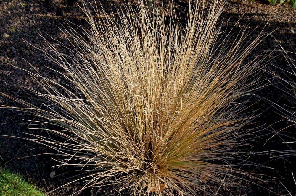 red tussock grass