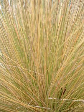 red tussock grass