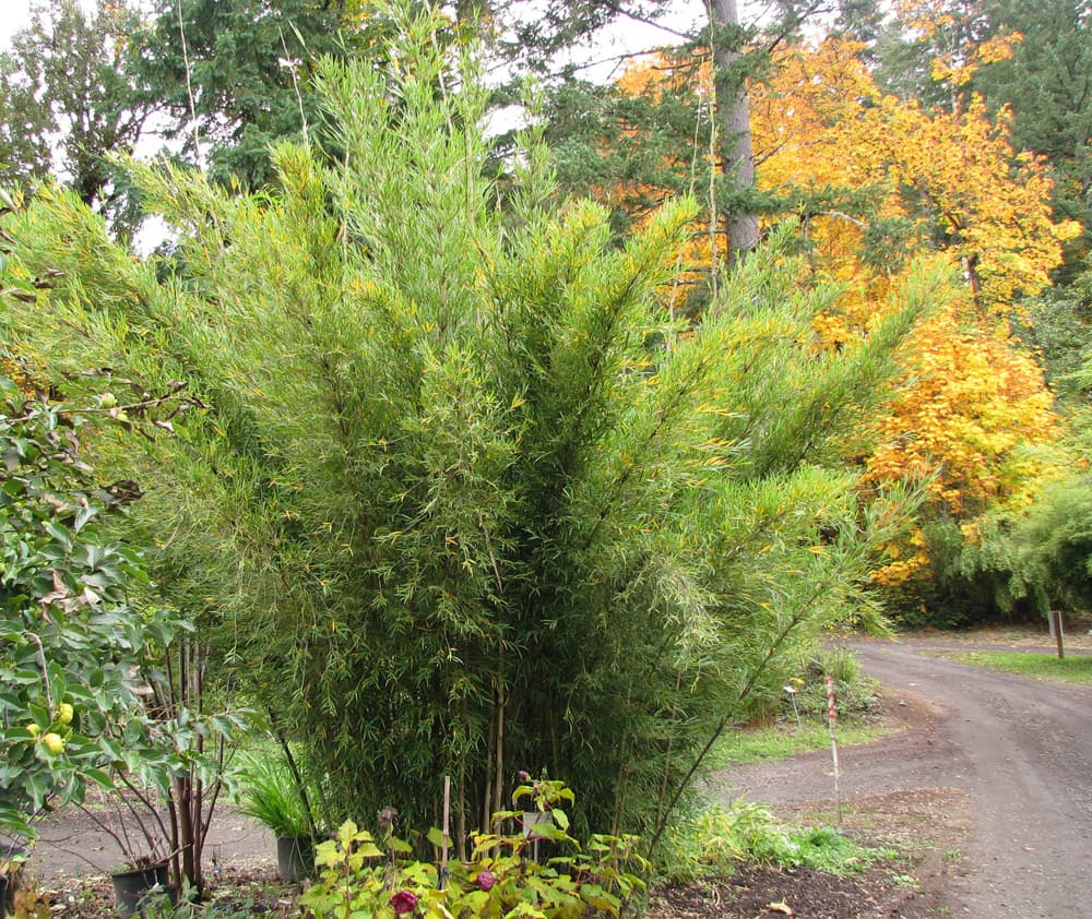 Chilean bamboo