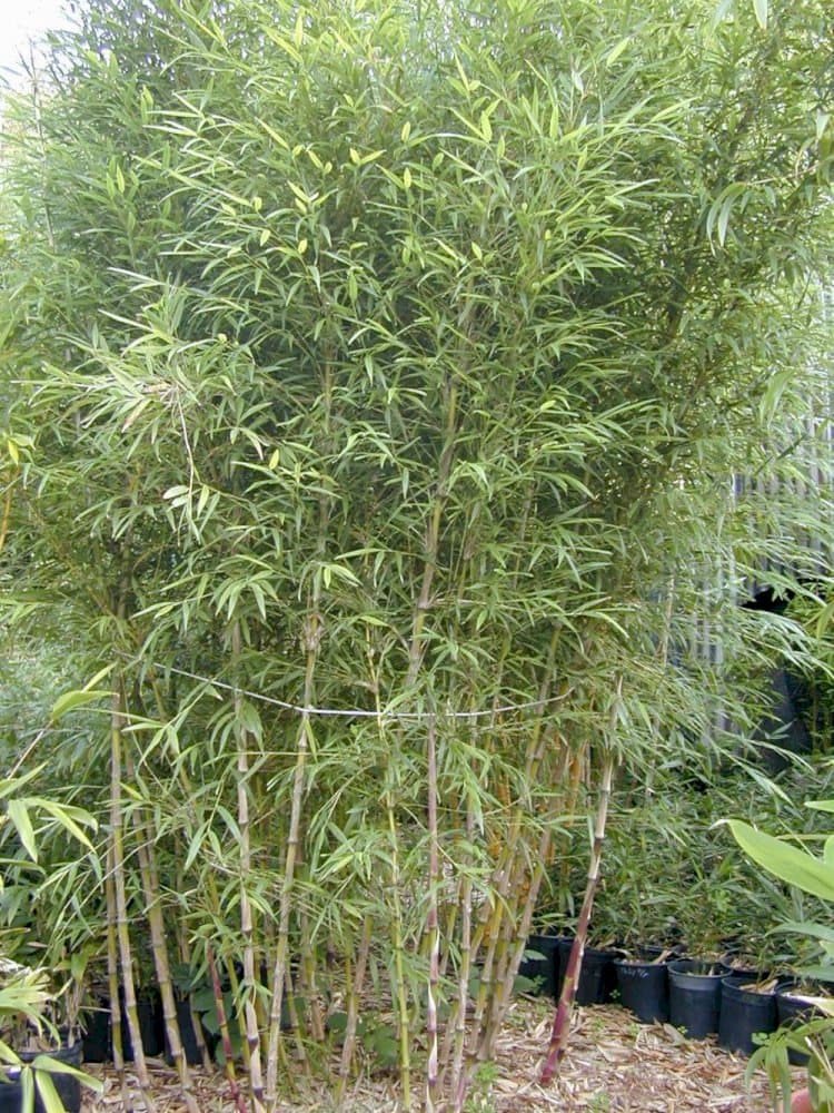 Chilean bamboo