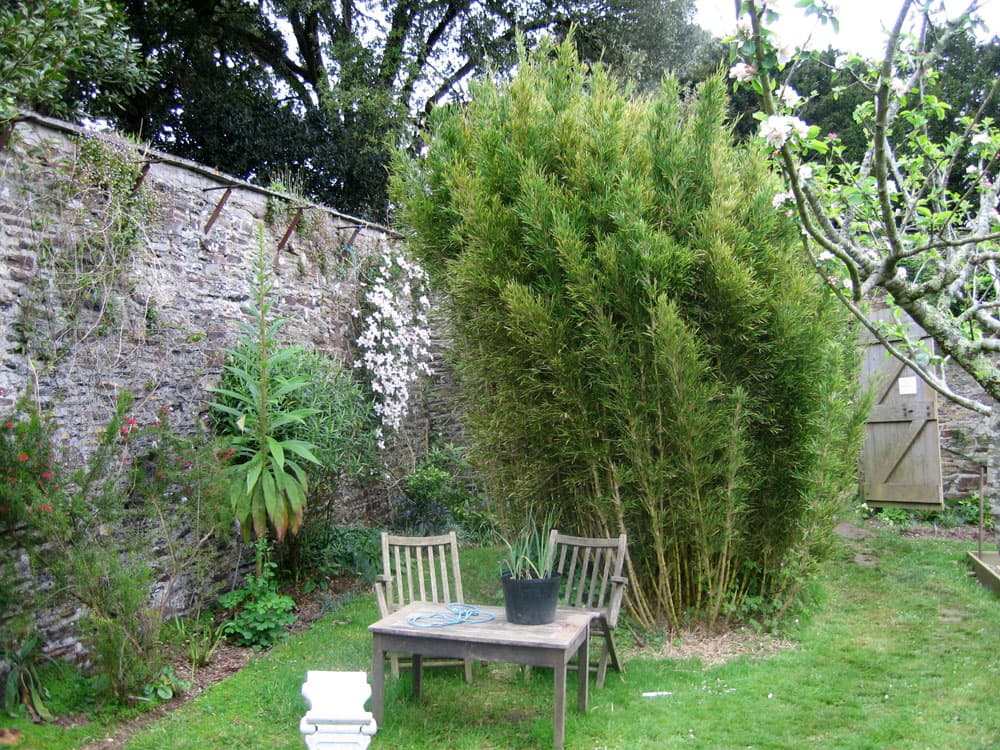 Chilean bamboo